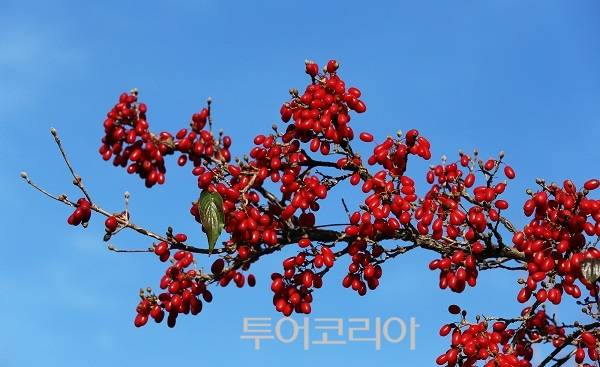 ▲ 제1회 구례 정산(솔뫼) 산수유 열매 체험 한마당 축제가 오는 11월 3일 개최된다. /사진, 구례군