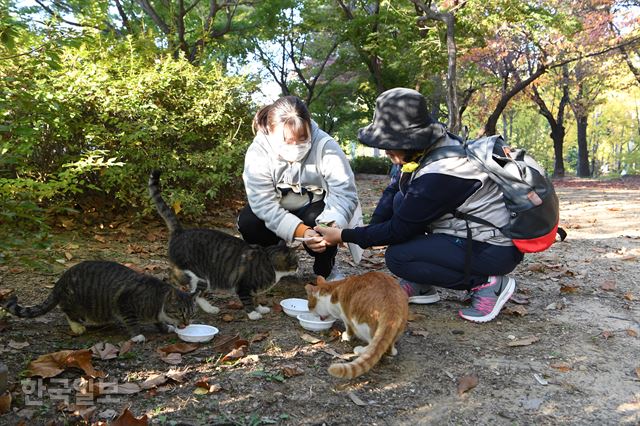 서울 광진구 어린이대공원에서 허난희(오른쪽)씨와 이현주씨가 길고양이들에게 밥을 주고 있다. 신상순 선임기자