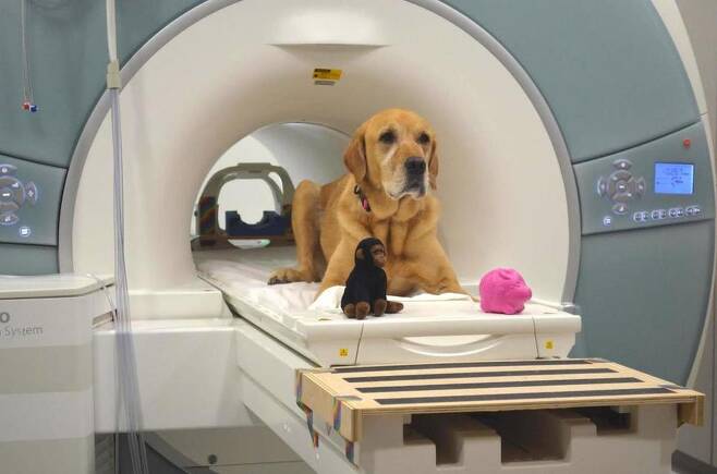 개가 단어 사이의 차이를 안다는 사실이 훈련시킨 개의 뇌 단층촬영 영상을 통해 확인됐다. 연구에 참여한 개 에디. 그레고리 번스, 에모리대 제공.
