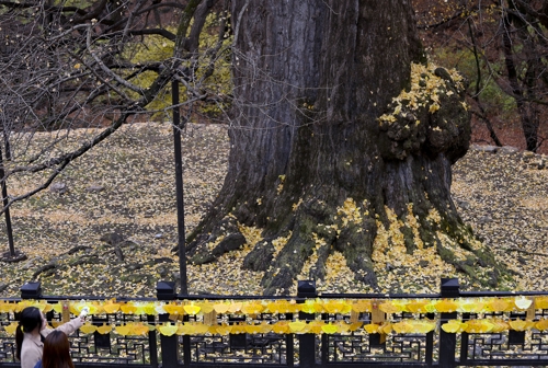 나무 둘레가 이만큼이나… 용문사를 찾은 시민들이 1100년 수령의 은행나무를 촬영하고 있다(성연재)