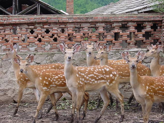 올해 하반기부터 경북 영양 멸종위기종복원센터에서 증식·복원될 대륙사슴. 환경부 제공