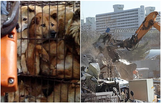 지난 5월 동물권 단체 케어가 공개한 태평동 개 도살장 모습(왼쪽)과 22일 도살장 철거 현장. 케어 제공