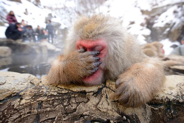 일본 원숭이. 게티이미지뱅크