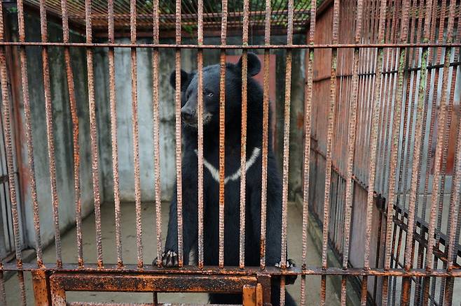 강원도의 한 웅담 채취용 사육곰 농가에 사는 반달가슴곰 ‘곰이’가 철창 밖을 바라보고 있다.