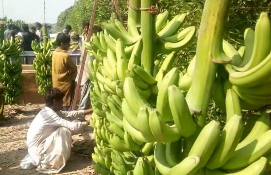 농장에서 수확한 바나나를 다듬고 있는 일꾼들. [사진=유튜브 화면캡처]
