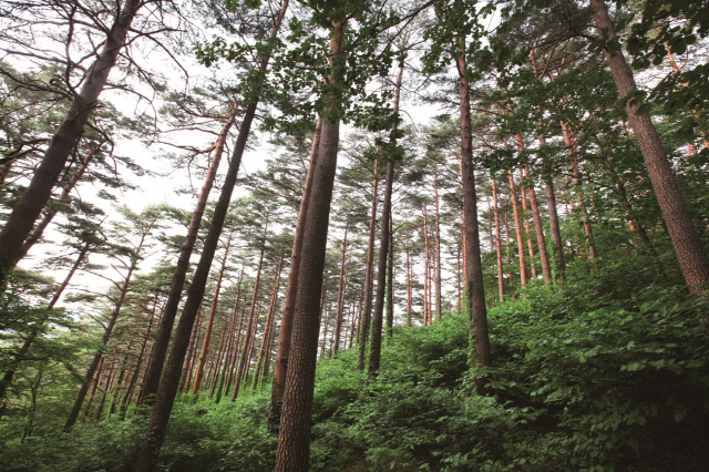 대관령소나무숲 전경. 사진제공=산림청