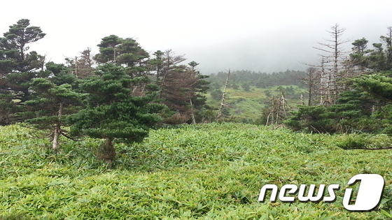 한라산국립공원에서 조릿대에 둘러싸인 멸종위기 구상나무의 모습. /뉴스1DB