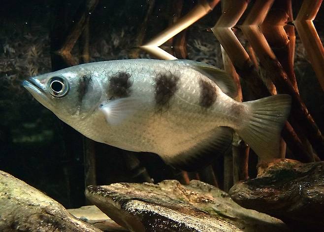 물총고기는 맹그로브에 사는 작은 담수어이지만 포유류를 뺨치는 ‘지적’ 행동을 하는 물고기로 유명하다. I. 첨프스, 위키미디어 코먼스 제공.