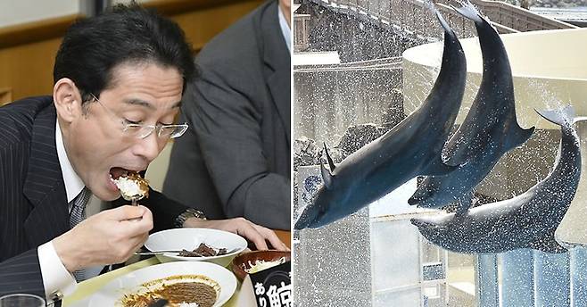 고래고기 카레 시식하는 기시다 후미오 일본 전 외무상(왼쪽)과 일본 수족관의 돌고래(오른쪽) [연합뉴스]
