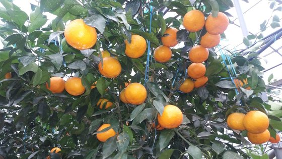 제주 서귀포시 중문동의 한 농장 비닐하우스에 아수미 열매가 열려 있다. 최충일 기자