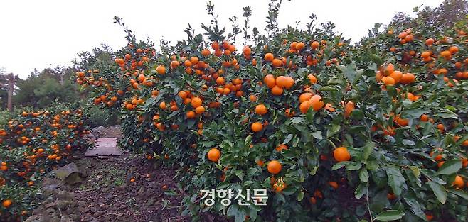 제주도 귤 농장 / 박경은 기자