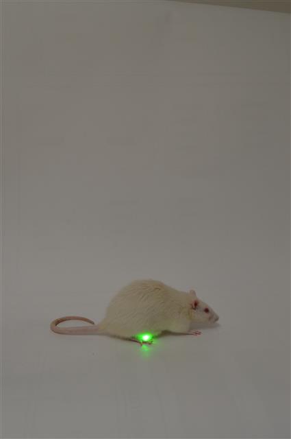 부드럽고 생체적합성이 뛰어난 광유전학 장치를 장착한 생쥐는 정상적인 방광기능을 갖게 됐다. 체중 증가나 이상 행동 등 광유전학적 장치로 인해 발생할 수 있는 부작용도 나타나지 않은 것으로 알려졌다.미국 워싱턴대의대 제공