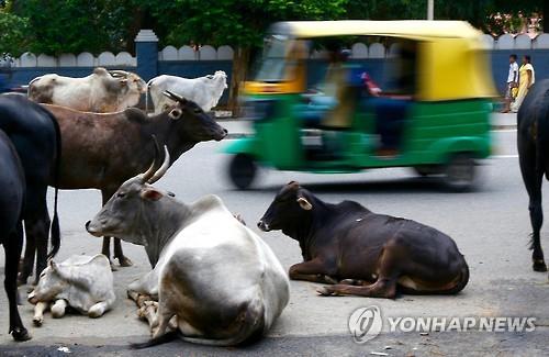 인도 벵갈루루 도로에 모여있는 소들. [EPA=연합뉴스]