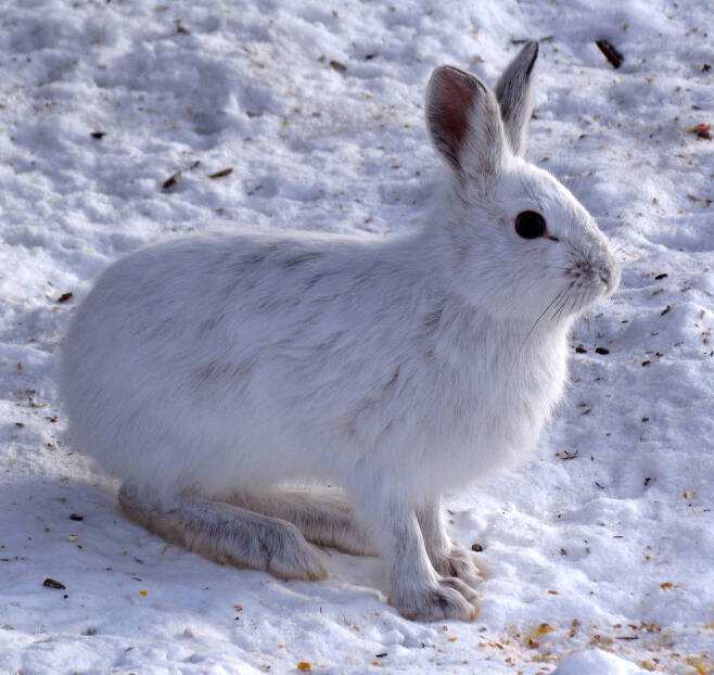 혹독한 날씨와 먹이가 절대적으로 부족한 겨울철 극지방 토끼는 동족의 사체 등 먹이를 가리지 않는다. D. 고든, E. 로버트슨, 위키미디어 코먼스 제공.