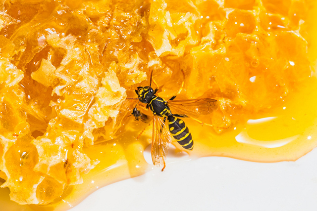 꿀은 항바이러스, 항박테리아 효과를 낸다./사진=클립아트코리아