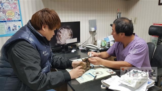 지난 18일 서울 강동구의 한 동물병원에서 수의사(오른쪽)가 주택가에서 구조된 새끼 고양이의 건강 상태를 살펴보고 있다. 왼쪽은 박상후 강동구 동물구조대장.