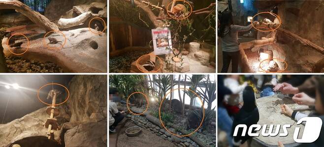 17일 경기 한 실내체험동물원 동물들의 모습.© 뉴스1 이기림 기자