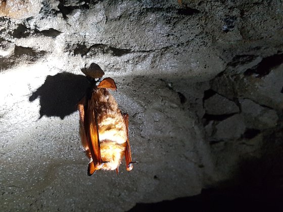 화천의 한 폐광에서 발견된 붉은박쥐. 강찬수 기자