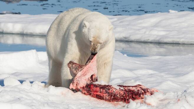 북극곰이 고리무늬물범을 사냥해 먹고 있다. 물범은 겨울 동안 북극곰의 주요 식량이다. 위키미디어 코먼스 제공.