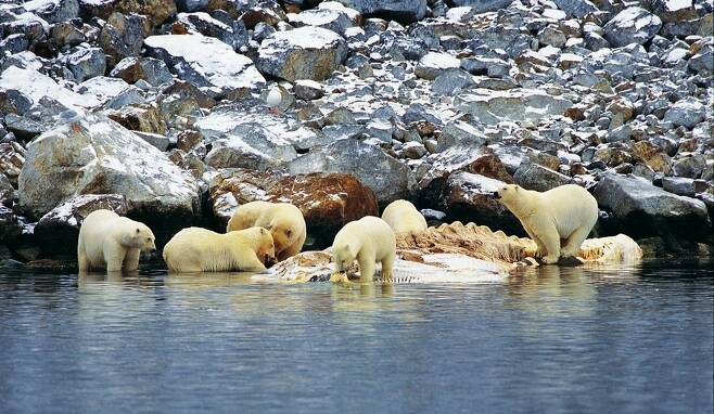 2009년 스발바르 제도에서 대형고래의 사체에 몰려든 북극곰. 벌써 2달째 잔치가 계속되고 있다. 크리스턴 레이더 외 (2018) ‘생태학과 환경 최전선’ 제공.