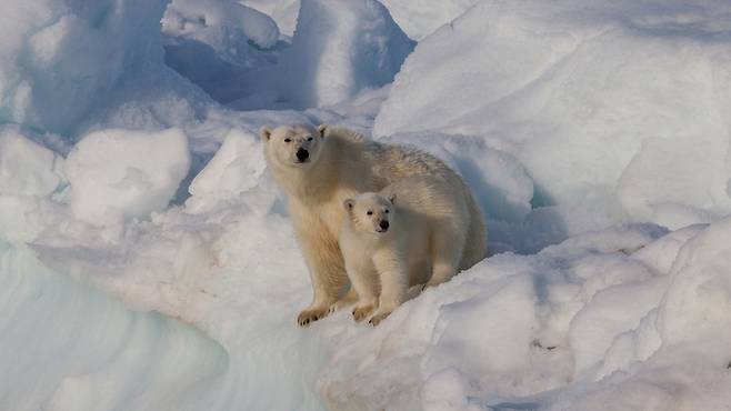 미래 세대도 이런 북극곰 모자를 볼 수 있을까. 아니면 대형 포유류 가운데 기후변화의 첫 희생자가 될까.