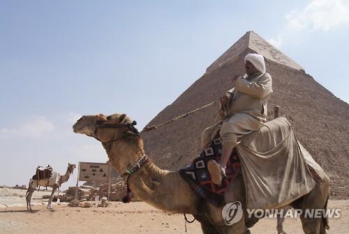 이집트 피라미드 유적지에 있는 낙타들[연합뉴스 자료사진]