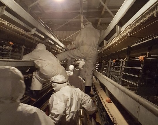 살처분 노동자들이 이산화탄소 가스 주입으로 질식사한 닭들을 수거하기 위해 안전줄도 없이 배터리 케이지(밀집형 닭장)를 오르고 있다. 살처분 노동자 제공