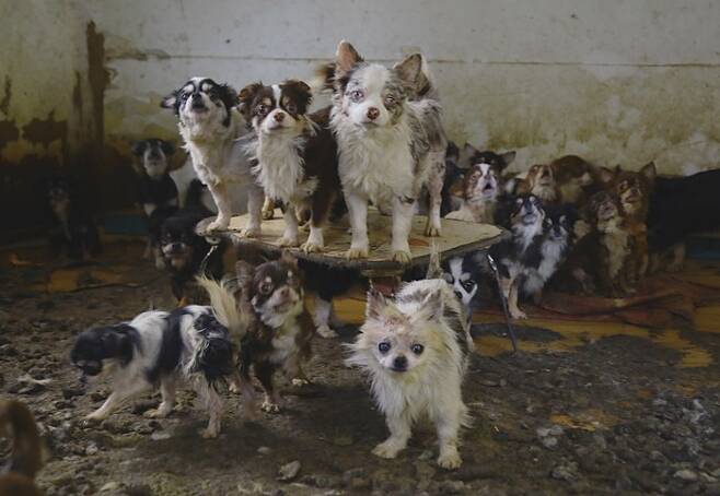 지난 달 28일 오물로 뒤덮인 불법 번식장에서 사는 개들을 구조했다.
