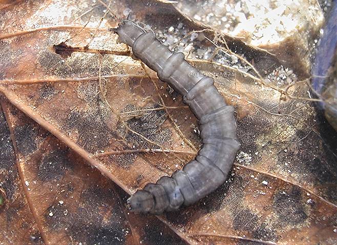 각다귀속(Tipula) 애벌레