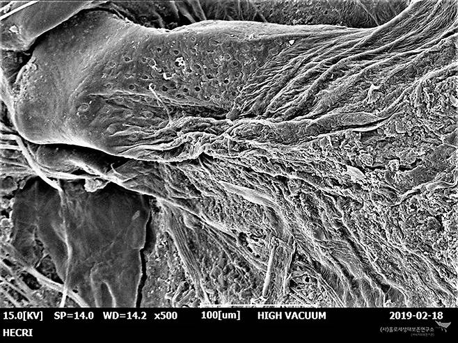 무늬하루살이 애벌레 기관 아가미(SEM)