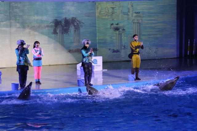 19일 제주 퍼시픽랜드에서 큰돌고래 태지(가운데)를 비롯해 돌고래들이 조련사들의 박수에 맞춰 공연을 하고 있다. 핫핑크돌핀스 제공
