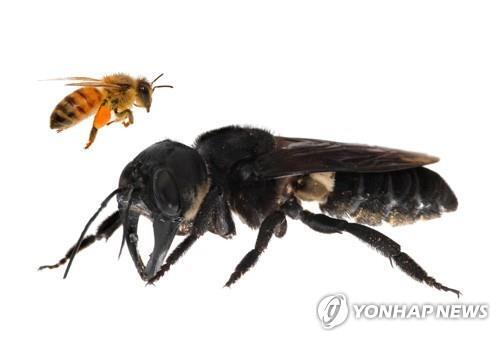 살아있는 암컷 '월리스 거인 꿀벌'과 일반 꿀벌 [AFP=연합뉴스]