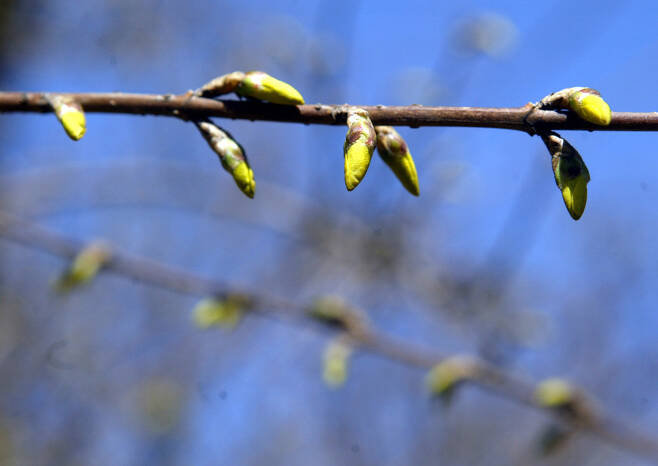 ‘봄의 전령’ 개나리가 새싹 움을 틔우고 있다. 이종근 기자 root@hani.co.kr