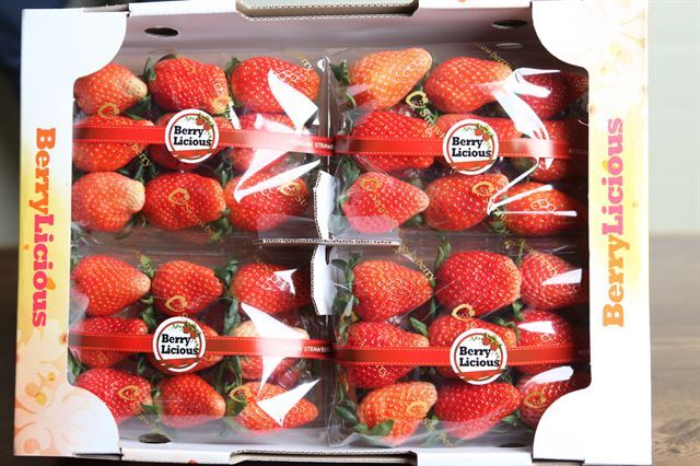 농산물 수출업체 엘림무역이 홍콩, 싱가포르 등 동남아시아 현지 시장에서 'Berry Licious'란 브랜드로 판매하고 있는 국내산 딸기 사진. 국내산 딸기는 가격이 싸지만 당도가 낮은 미국산 딸기와, 품질은 좋지만 고가인 일본산 딸기가 양분하고 있던 동남아 시장을 빠르게 잠식해나가고 있다. 엘림무역 제공