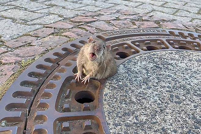 독일의 한 마을에서 맨홀 뚜껑에 낀 생쥐를 구출하기 위해 소방대원 9명이 달라붙었다