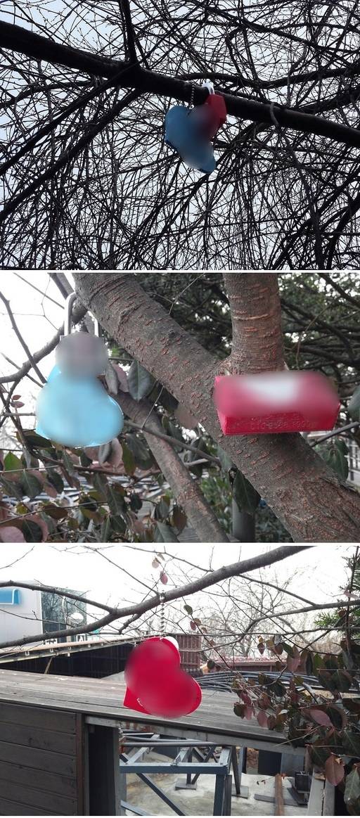 누군가 나무에 채운 자물쇠. 자물쇠를 치우려면 절단 도구를 쓰거나 나뭇가지를 잘라야 할 수도 있다. 그들은 왜 이런 행동을 했을까?