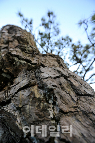 수령이 300년이 넘은 구룡포 용비늘 소나무.