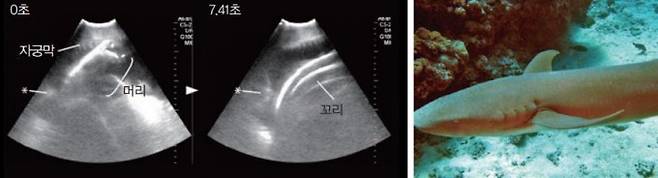 타우니보모상어 태아가 두 자궁을 오가며 헤엄치는 모습(왼쪽). 다 자란 타우니보모상어. Anne Hogget/Lizard Island Field Guide(W)