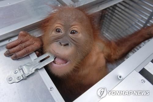 러시아 관광객이 밀반출하려다 인도네시아에서 적발된 아기 오랑우탄 [로이터=연합뉴스]