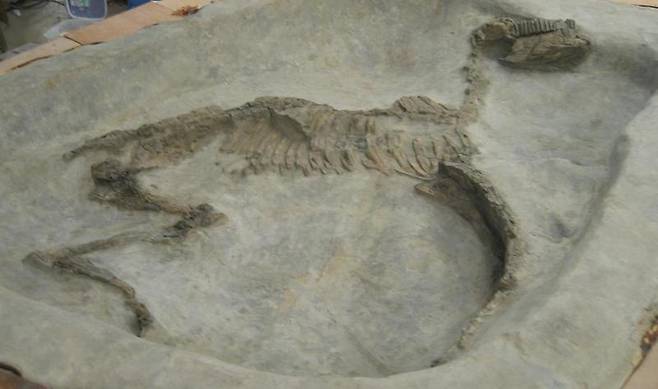 영산강 유역 이주민이 정착한 일본 오사카의 시토미야키타 마을에서 발굴된 말의 전신골. 일본에는 원래 말이 없었다. 백제에서 말을 보냈다는 문헌기사는 이 발굴로 사실로 증명됐다. 권오영 교수 제공