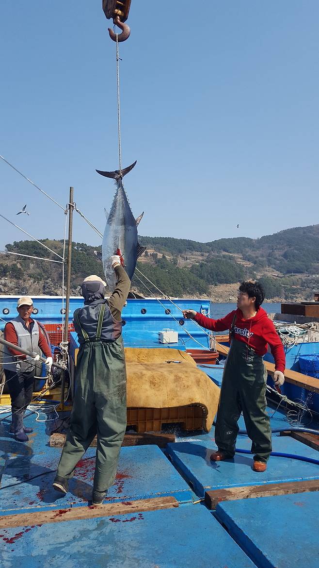 경남 통영 욕지도 앞바다 참다랑어 양식장에서 어부들이 40㎏짜리 참다랑어를 잡아 손질하고 있다. 이정하 기자