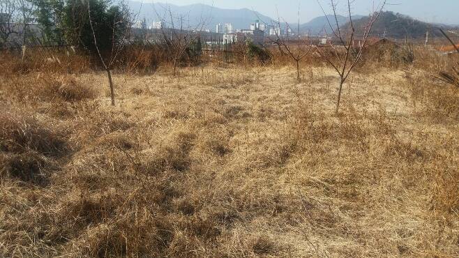 엄용수 자유한국당 의원 아내가 소유한 밀양시 용평동 밭에서도 작물을 찾을 수 없었다. 밀양/박유리 기자