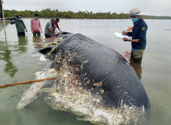 지난해 11월 인도네시아 술라웨이 해안에서 죽은 채 발견된 향유고래. 뱃속에서 115개의 플라스틱 컵이 발견됐다. [AFP=연합뉴스]