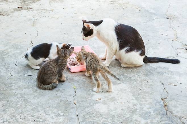 고양이 가족이 지내는 곳 가까운 장소에 급식소가 마련돼 있다면 새끼 고양이의 생존 가능성이 매우 커진다. 게티이미지뱅크