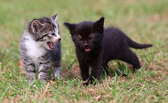 새끼 고양이들은 엄마 고양이로부터 독립하기 전까지, 사회성을 기르고 먹이 활동하는 법을 배운다. 게티이미지뱅크