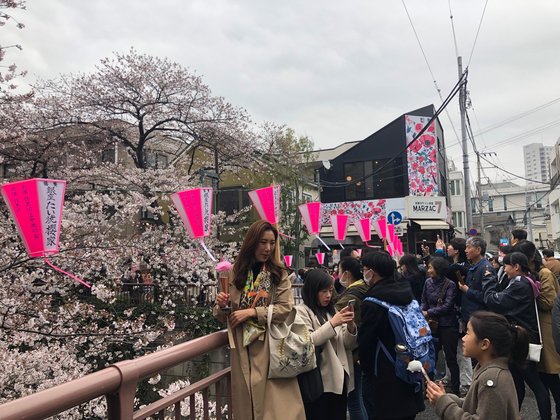 지난달 30일 일본 도쿄의 벚꽃 명소인 메구로가와에 수많은 관광객들이 몰려 들었다. 서승욱 특파원