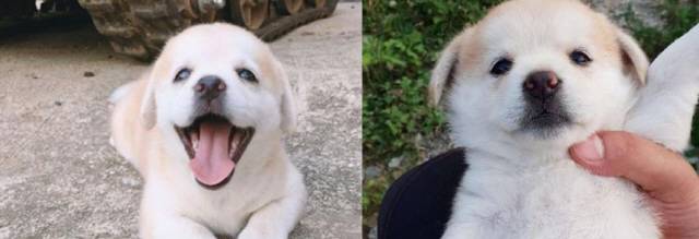 출처/강아지 인절미 인스타그램