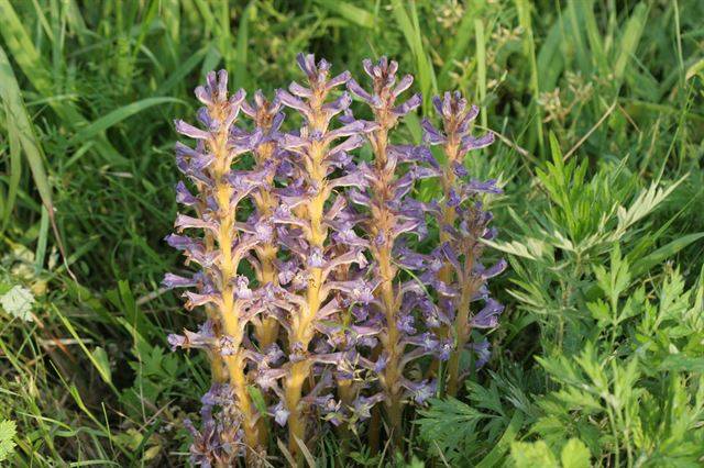 백양더부살이. 우리나라에만 서식하는 세계적 희귀종으로 멸종위기종으로 주로 쑥 뿌리에 흡기를 붙여 물과 영양분을 얻어먹고 산다. 5월쯤 꽃이 핀다. 국립생물자원관 제공