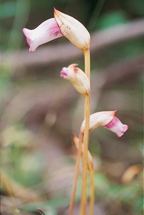 야고. 억새 뿌리 등 숙주에 전적으로 의존하는 전기생식물로 잎이 없이 꽃만 핀다. 제주도와 남해안의 일부 섬에 주로 분포하며 서울에서는 마포구 상암동 하늘공원 억새밭에서 찾아볼 수 있다. 국립생물자원관 제공