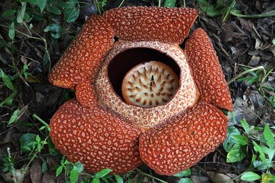 만개한 라플레시아는 커다란 솥단지처럼 생겼다. 깊은 구멍이 나 있어 더욱 그러하다. 꽃을 보고도 아름답다는 생각이 들지 않았다. 손민호 기자